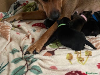 Mixed Breed dogs for sale: Staffy X puppies - Advert 1