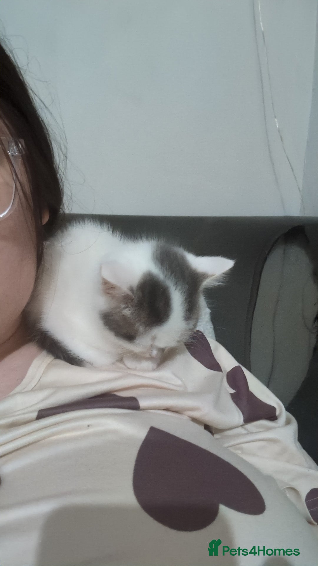 Mixed Breed cats for sale: Beautiful female kitten🐾 - Advert 4