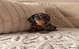 Miniature Dachshund dogs for sale: OUTSTANDING TRUE TO TYPE SMOOTH MINI DACHSHUNDS  - Image 6