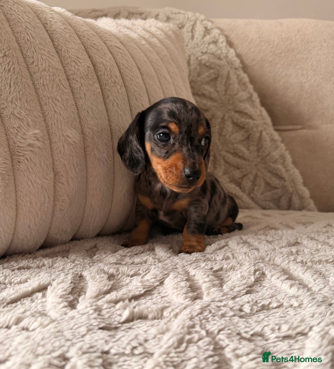 Miniature Dachshund dogs for sale: OUTSTANDING TRUE TO TYPE SMOOTH MINI DACHSHUNDS  - Image 6