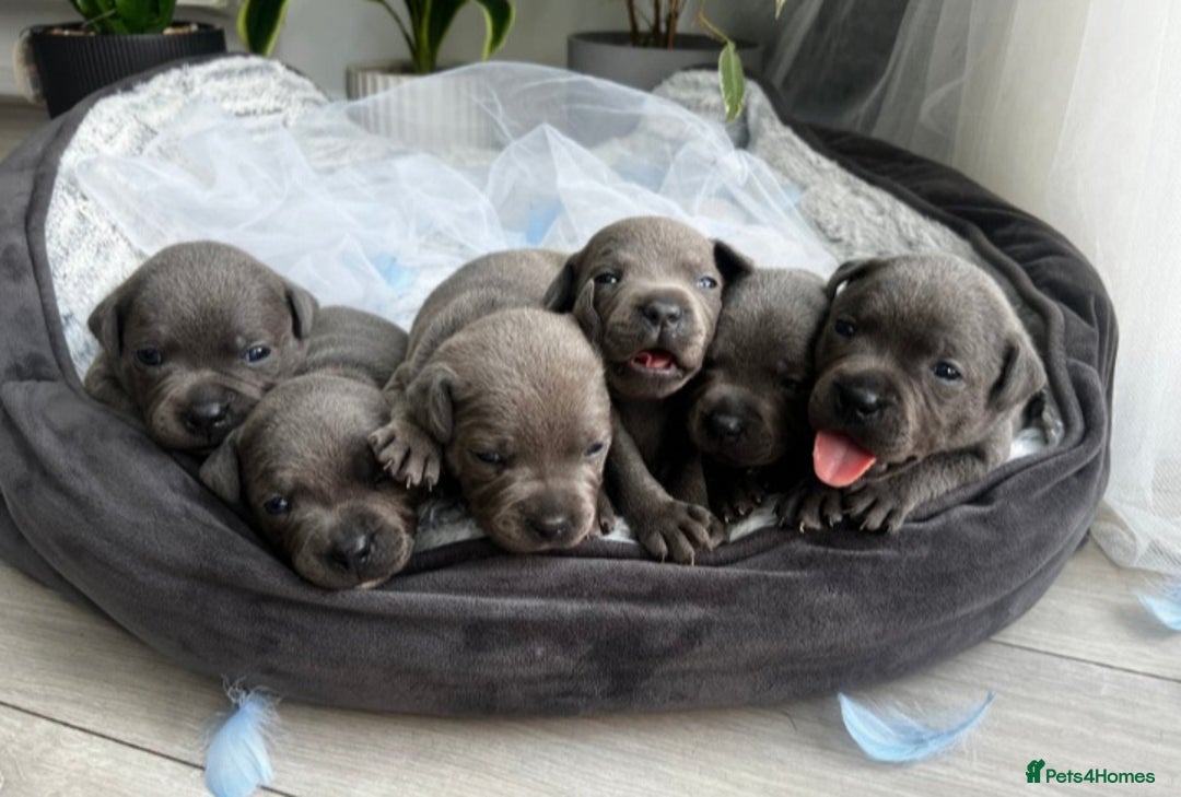 Staffordshire Bull Terrier dogs for sale: Staffordshire bull terrier  - Image 1