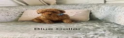 Toy Poodle dogs for sale: 🐩Outstanding Toy Poodle Puppies – Ready to view🐩 - Advert 33