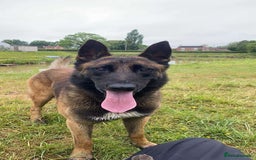 Belgian Shepherd Dog dogs for sale: Belgian malinois male dog - Image 2