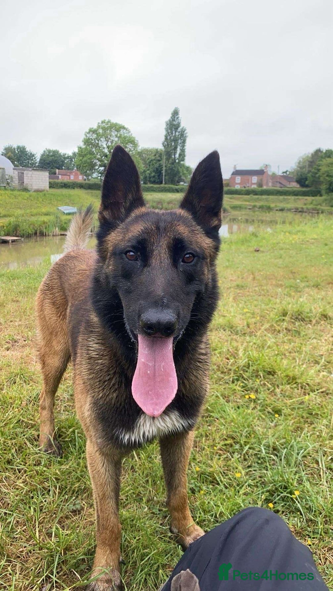 Belgian Shepherd Dog dogs for sale: Belgian malinois male dog - Image 2