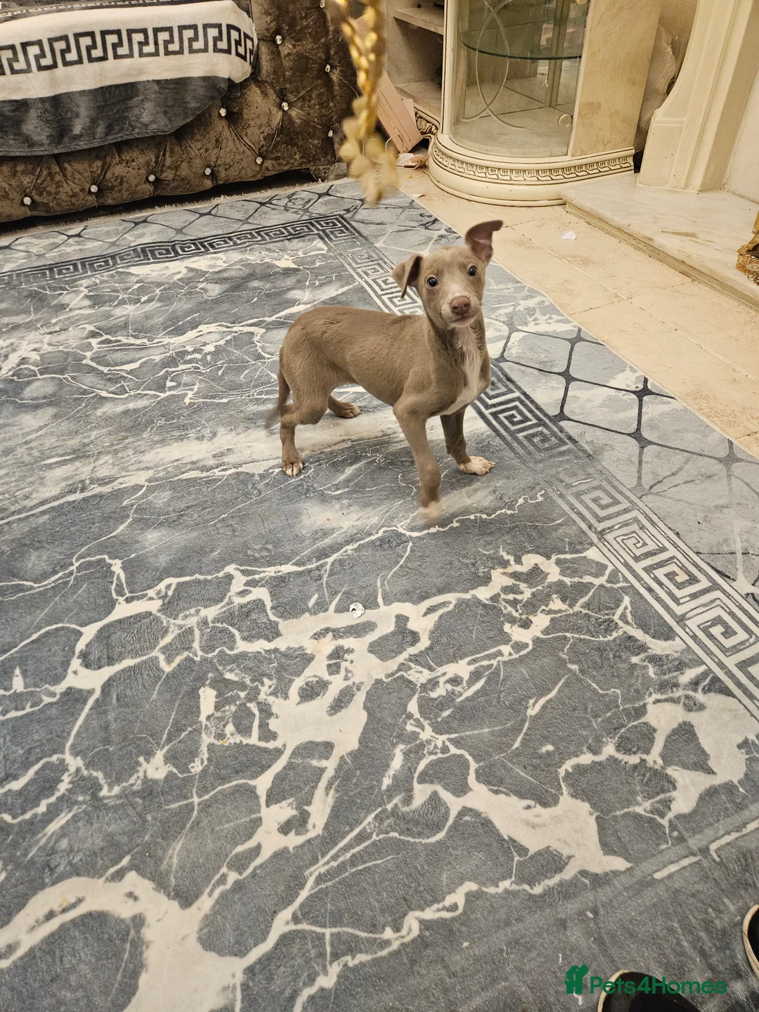 Whippet dogs for sale:  Beautiful dapple Whippets puppies  - Advert 11