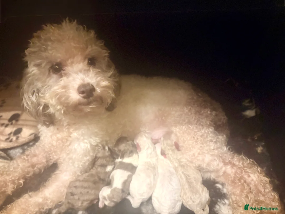 Cockapoo dogs for sale: Child friendly cockapoo puppies ready March - Advert 11