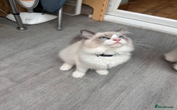 Ragdoll cats for sale: Male Ragdoll kittens - Image 2