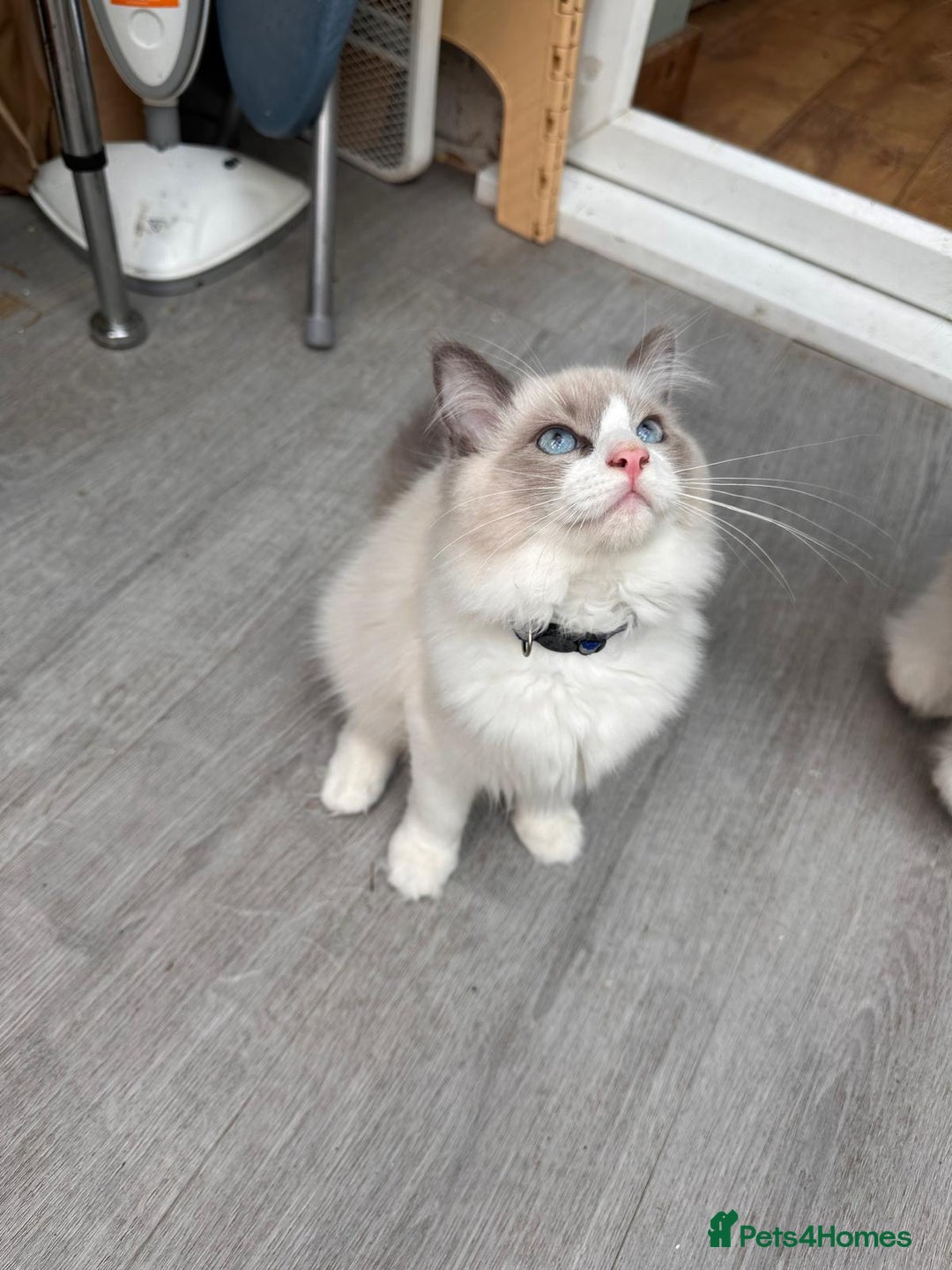 Ragdoll cats for sale: Male Ragdoll kittens - Image 2