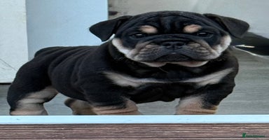 English Bulldog dogs - Advert 8