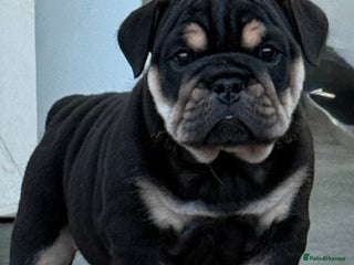 English Bulldog dogs - Advert 7