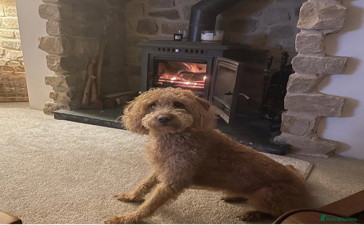 Labradoodle dogs - Advert 1