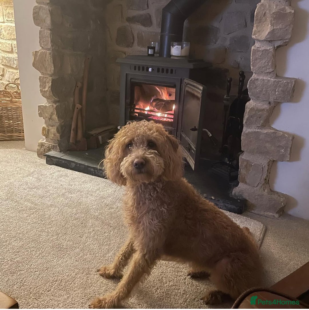 Labradoodle dogs for sale: F1b Miniature Labradoodles  - Image 1