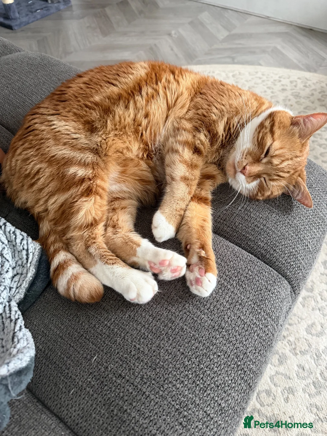 British Shorthair cats for sale: Muffin and pumpkin, both 4 year old house cats - Advert 16