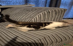 Mixed Breed cats for sale: 2 beautiful kittens  - Image 4