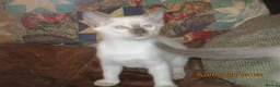 Siamese cats for sale: siamese kittens - Advert 7