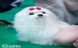 Maltese dogs for sale: Tiny KC Reg. Korean Line Maltese- by Emperatrice - Image 30