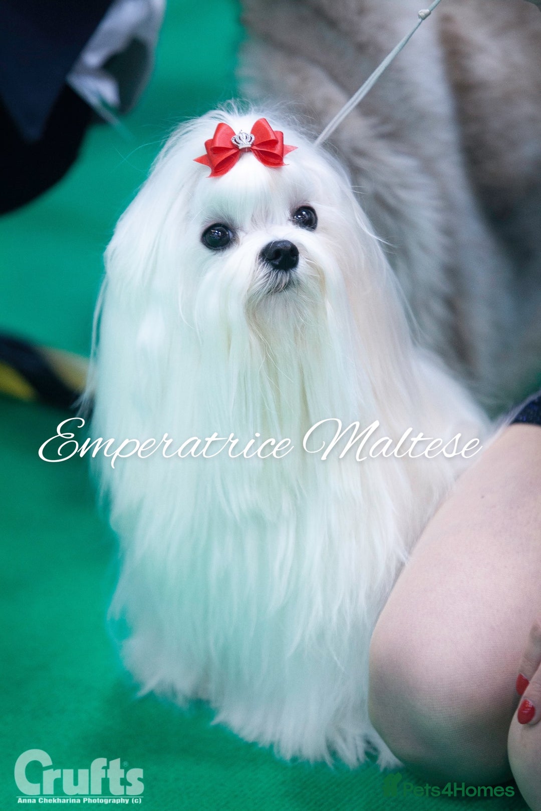 Maltese dogs for sale: Tiny KC Reg. Korean Line Maltese- by Emperatrice - Image 30
