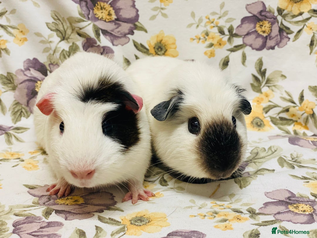 Guinea Pig rodents for sale: Beautiful mix of baby male Guineapigs  - Advert 3
