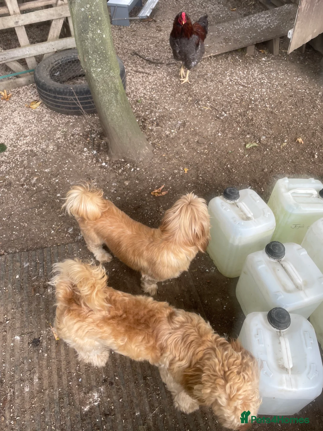 Shihpoo dogs for sale: Shihpoo - Advert 8