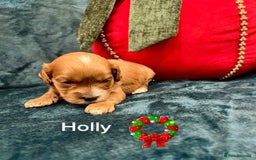 Cavapoo dogs for sale: ✨Beautiful Toy Cavapoo Puppies KC Reg parents✨ - Advert 9