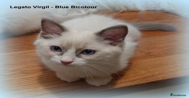Ragdoll cats - Advert 16