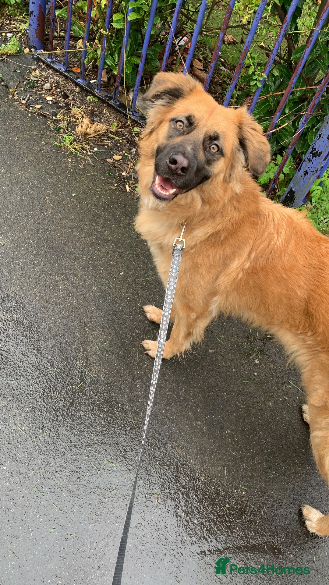 Mixed Breed dogs for stud: Lexi  in Bristol - Advert 4