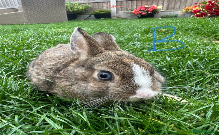 Netherland Dwarf rabbits - Advert 2