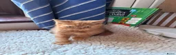 British Shorthair cats for sale: Fawn Tortie & Cinnamon Tortie sisters - Advert 21
