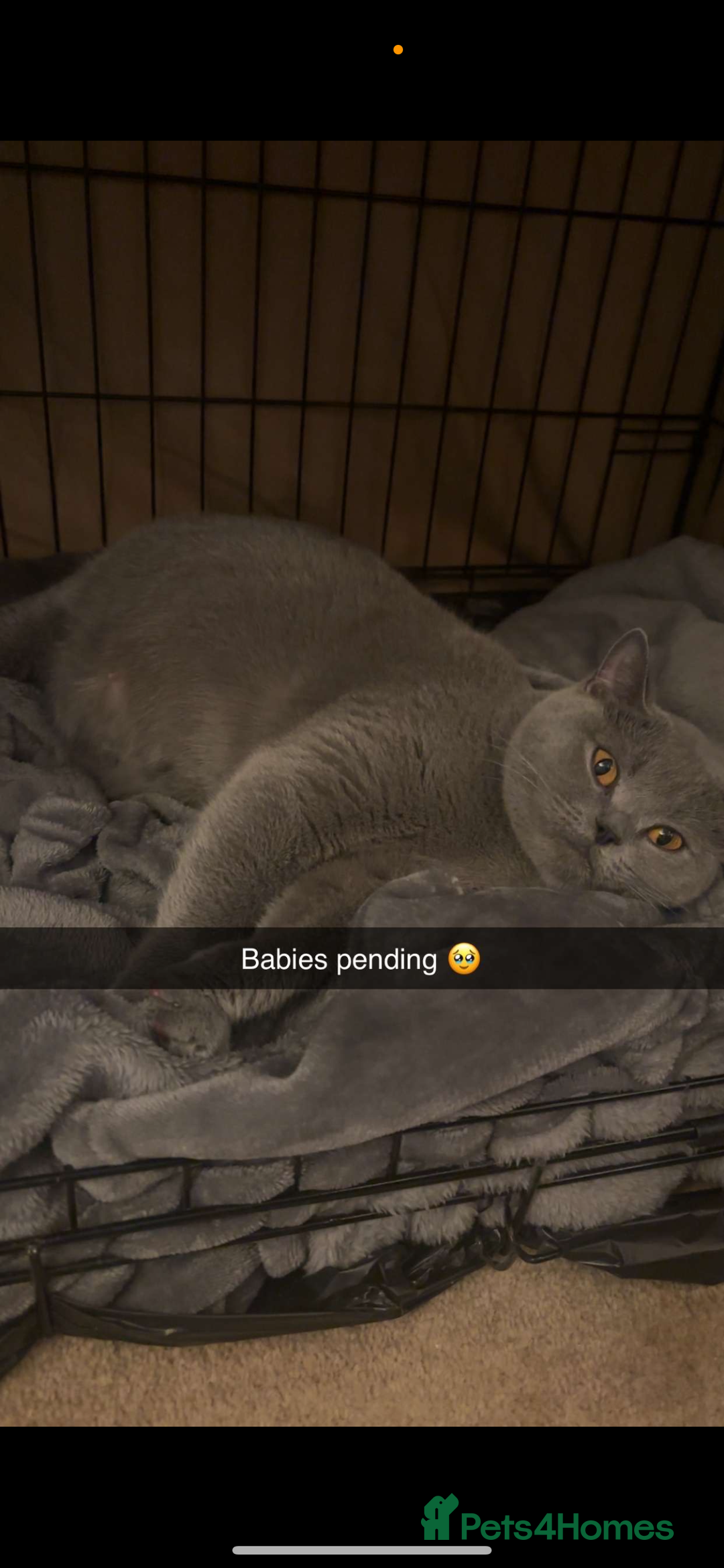 British Shorthair cats for sale: 5 male british blue shorthairs  - Image 8