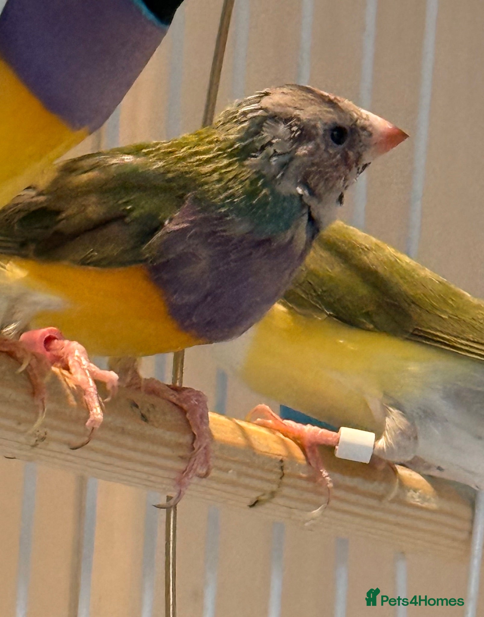 Finches birds Young Gouildan  Finch male - orange head  - Advert 1