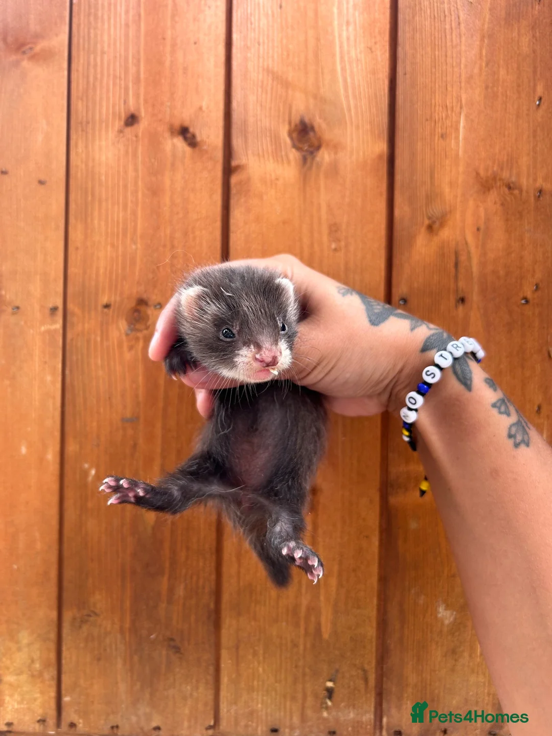 Ferret rodents for sale: 2 pedigree angora jills left To reserve - Advert 2
