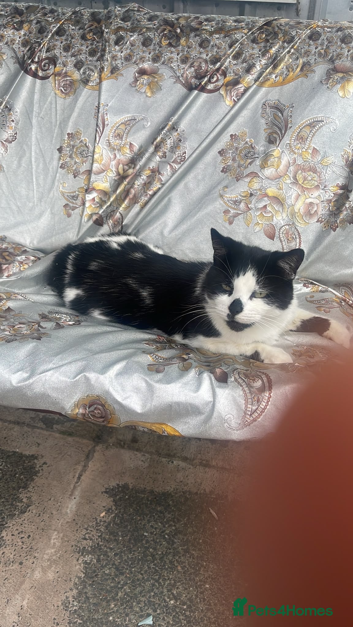 Mixed Breed cats 3 year old cat for free  - Advert 1