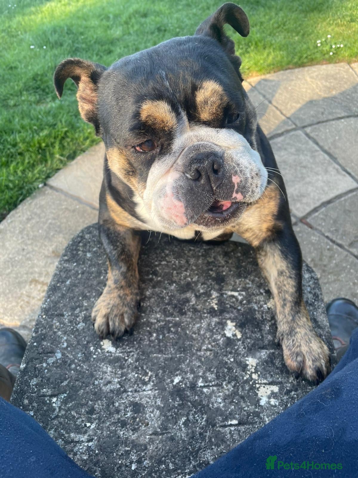 English Bulldog dogs English bulldog girl  - Advert 1