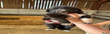 Border Collie 3