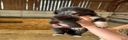 Border Collie dogs for sale: ISDS registered Border Collie pups - working/trial - Advert 4