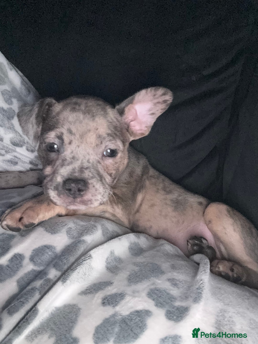 Mixed Breed dogs for sale: Staff x Frenchie - Advert 1