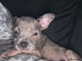 Mixed Breed dogs Staff x Frenchie - Advert 15