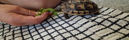 Tortoise reptiles for sale: Spur thighed tortoise  - Advert 7