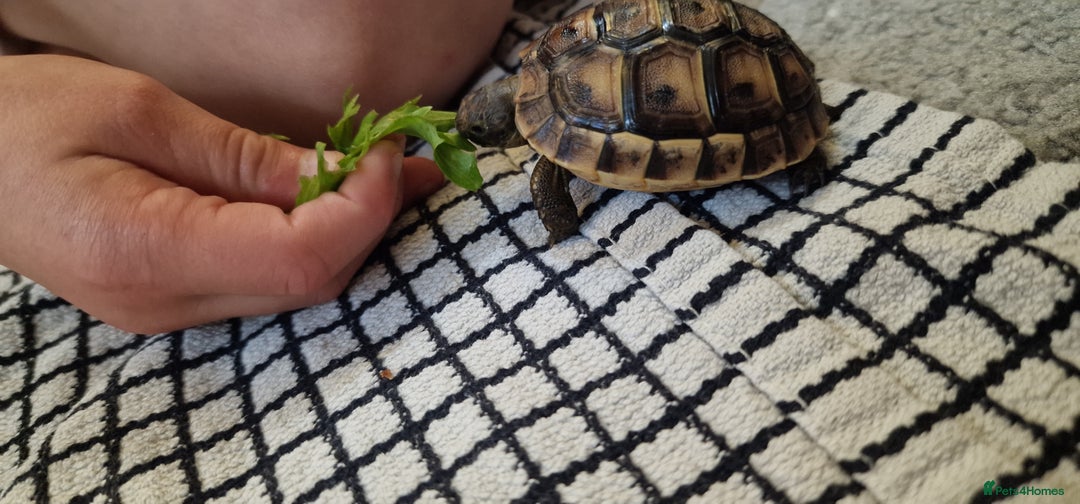 Tortoise reptiles for sale: Spur thighed tortoise  - Advert 7