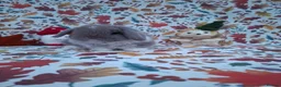 Mini Lop rabbits for sale: Beautiful Mini Lop Babies Ready from 25th Oct in Darlington - Advert 2