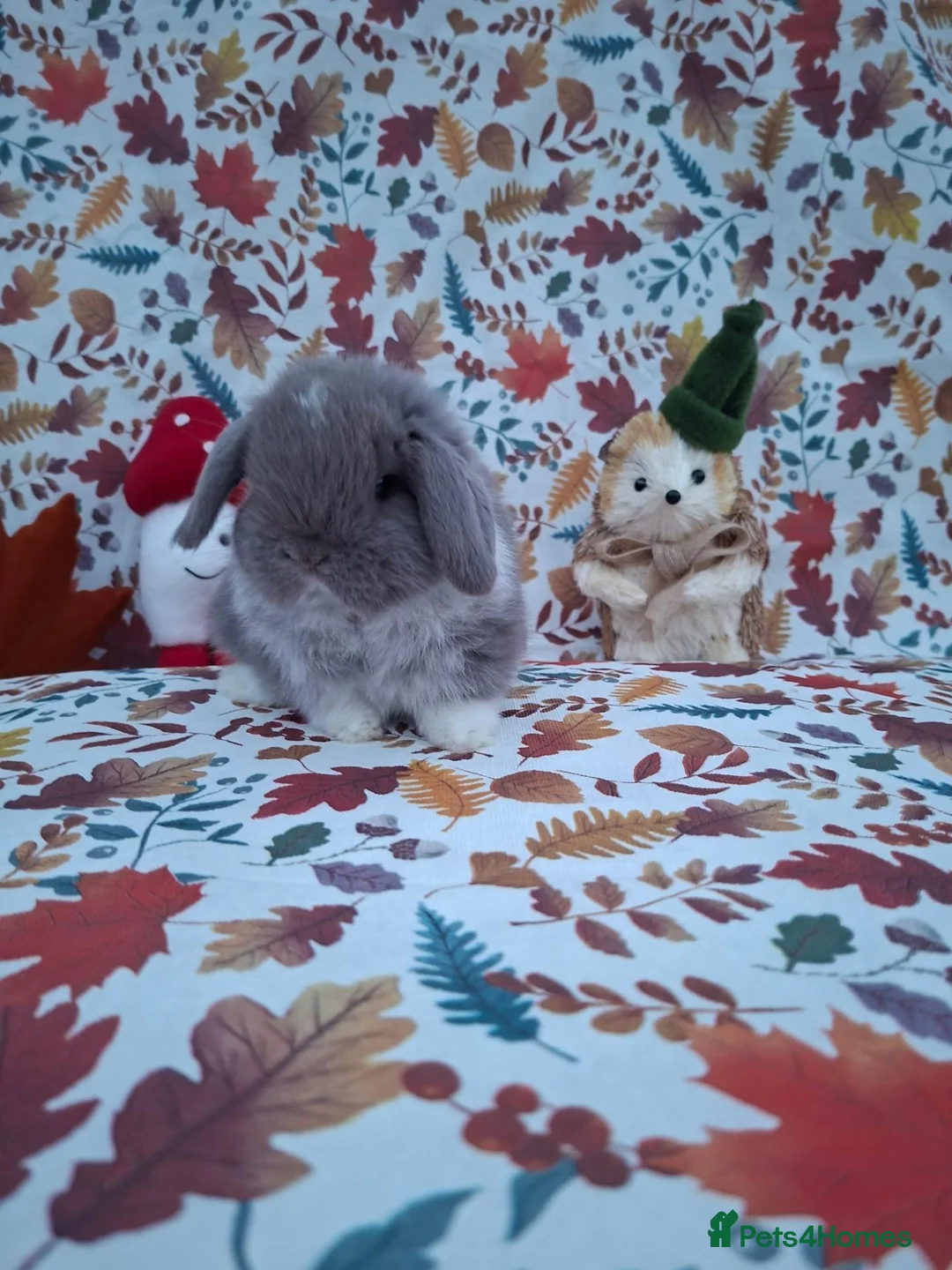 Mini Lop rabbits for sale: Beautiful Mini Lop Babies Ready from 25th Oct in Darlington - Advert 2