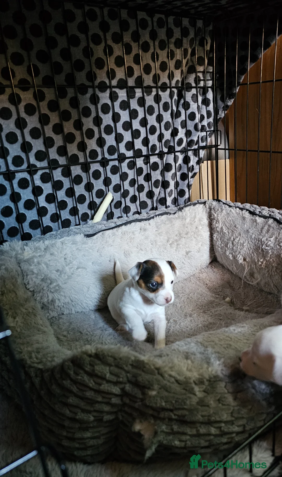 Jack Russell dogs for sale: Jack Russell female - last one - Advert 5