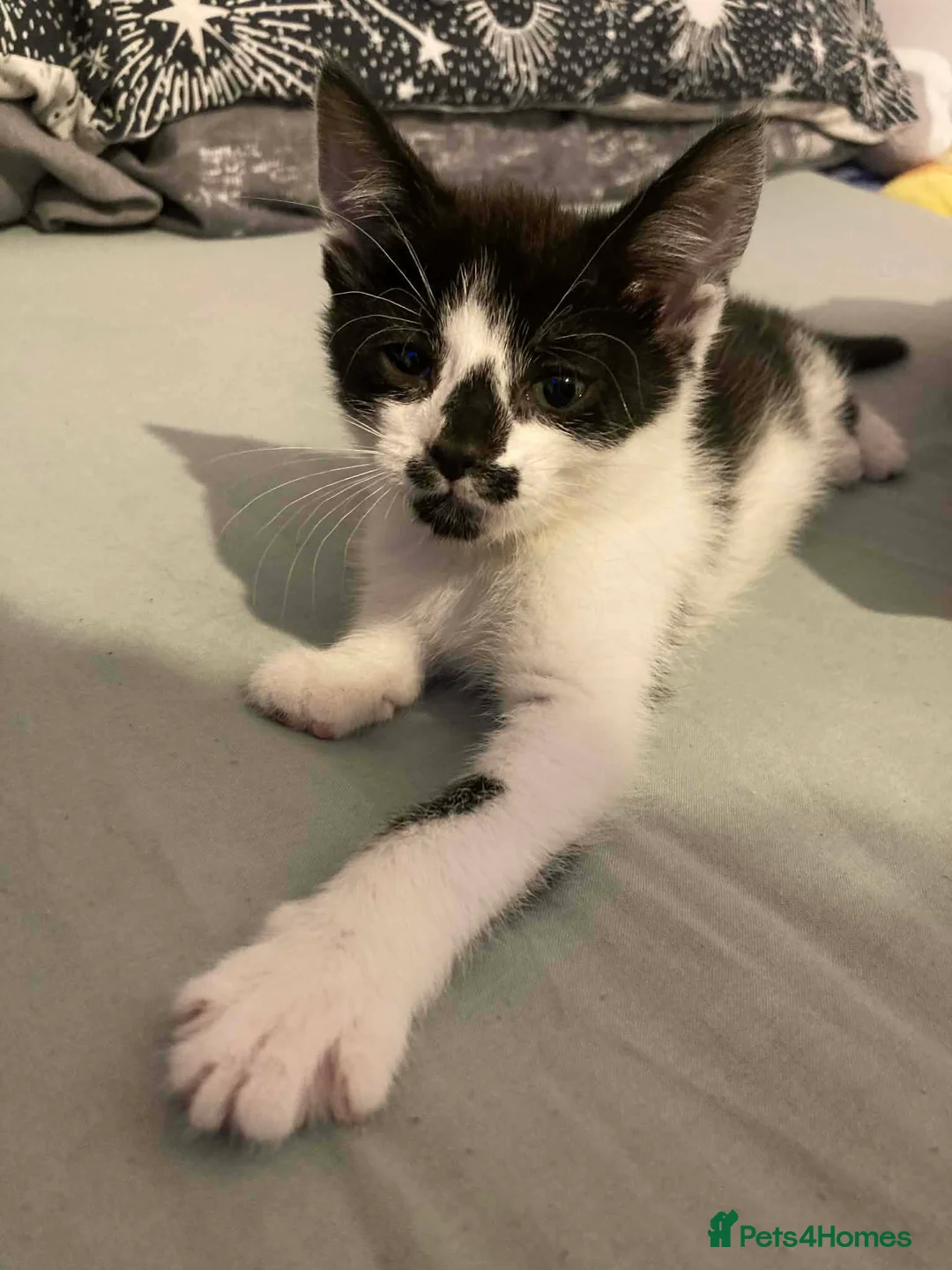 Mixed Breed cats for sale: 4 kitten ready for forever home  - Advert 2