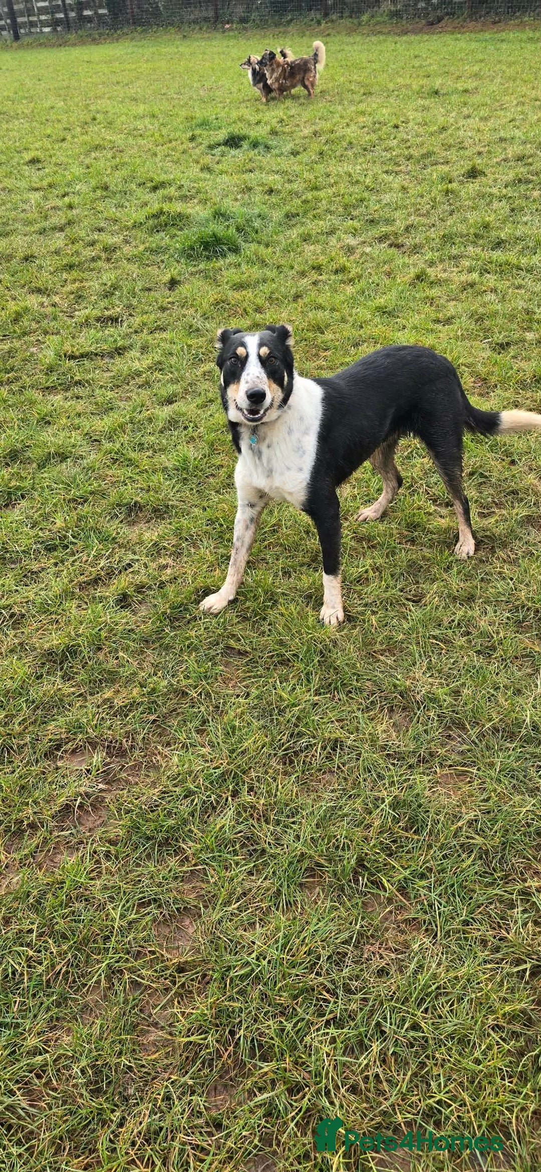 Mixed Breed dogs for adoption: TOMMY - Advert 11