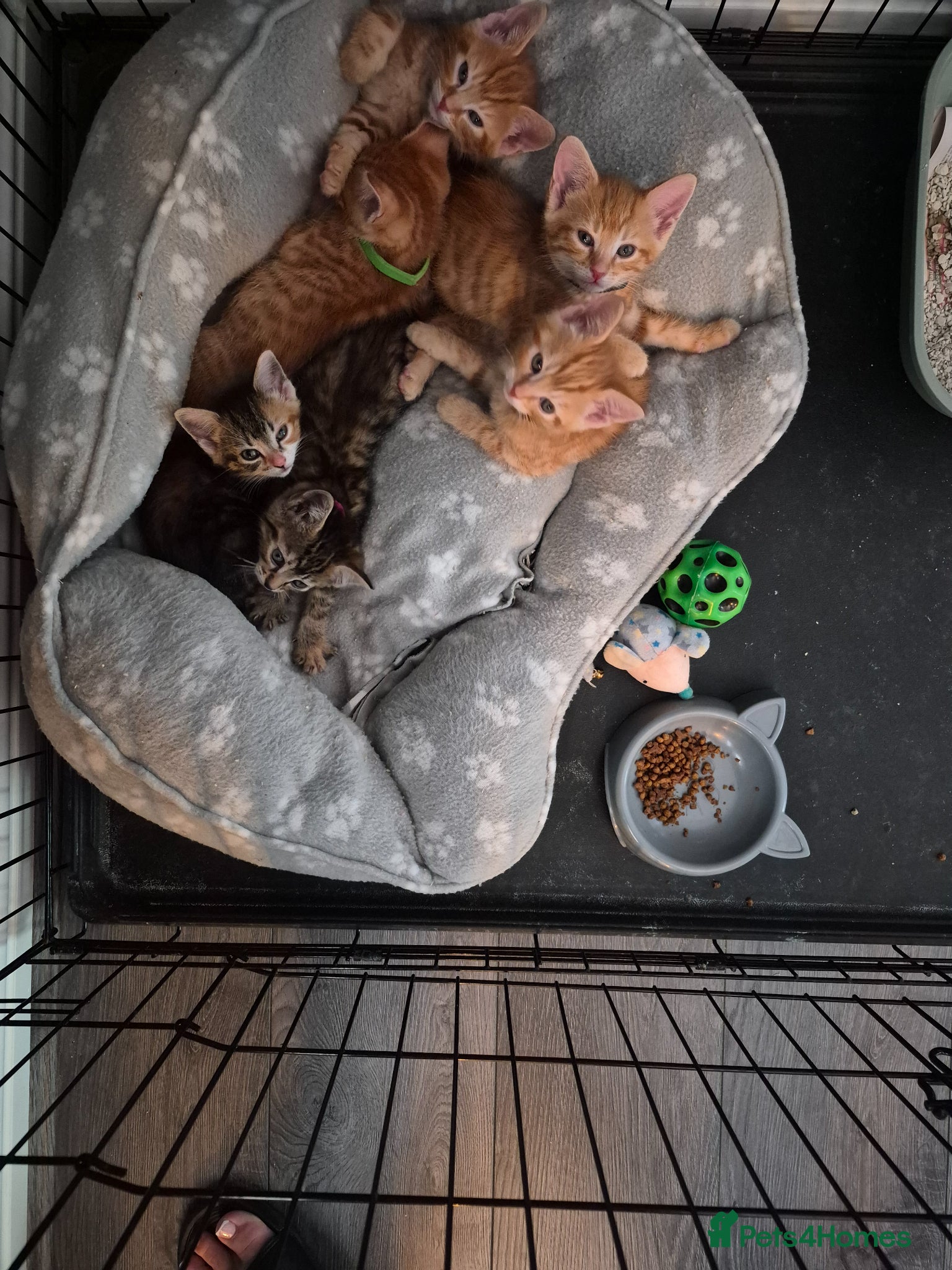 Mixed Breed cats Beautiful kittens  - Advert 3