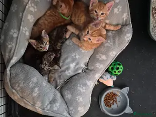 Mixed Breed cats Beautiful kittens - Advert 3
