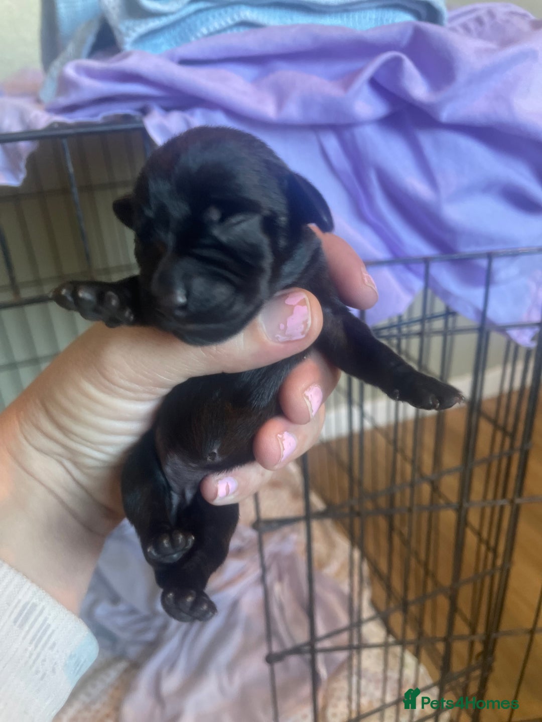 Mixed Breed dogs for sale: Beautiful puppies - Image 3