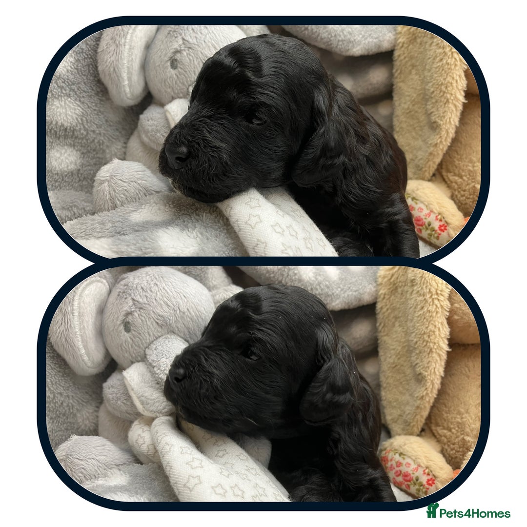 Cavapoo dogs for sale: Outstanding F1B Cavapoos - Health Tested Parents  - Advert 4