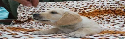 Golden Retriever dogs for sale: READY TO LEAVE Litter of Golden Retriever puppies - Advert 37