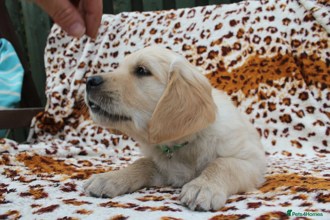 Golden Retriever dogs for sale: READY TO LEAVE Litter of Golden Retriever puppies - Advert 37